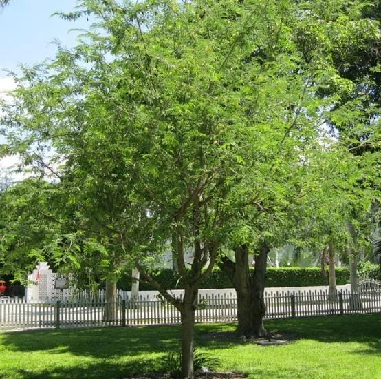 Thai Sweet Tamarind Live Plant - 4-12" Tall Tropical Fruit Tree - Image 6