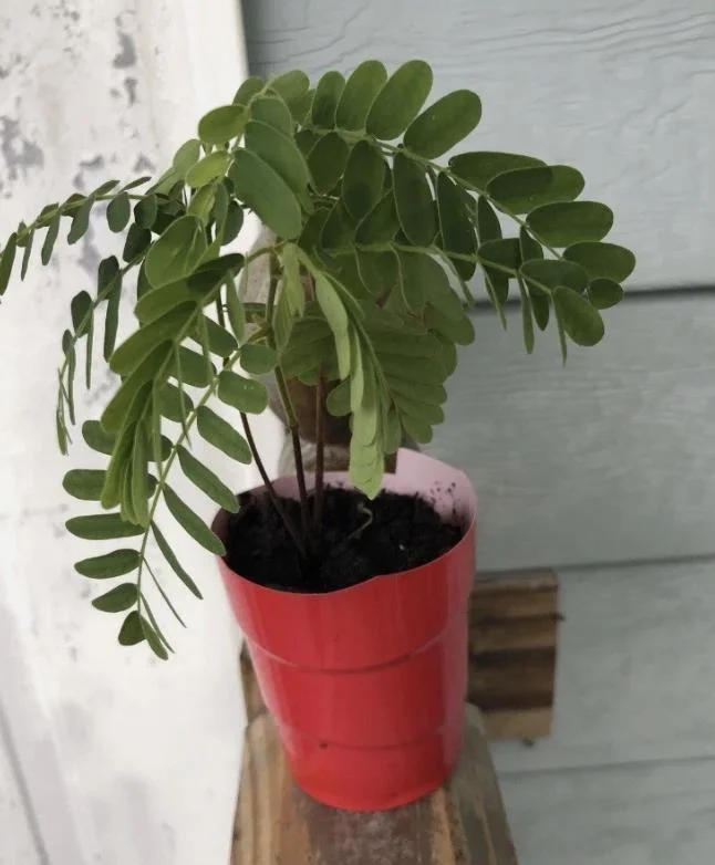 Thai Sweet Tamarind Live Plant - 4-12" Tall Tropical Fruit Tree - Image 8