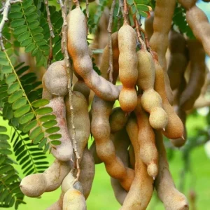 Thai Sweet Tamarind Live Plant - 4-12" Tall Tropical Fruit Tree - Image 1