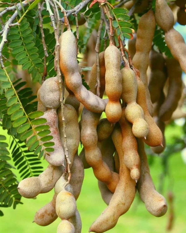 Thai Sweet Tamarind Live Plant - 4-12" Tall Tropical Fruit Tree - Image 1