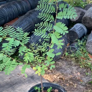 Thai Sweet Tamarind Live Plant – Well Rooted Tree – 12