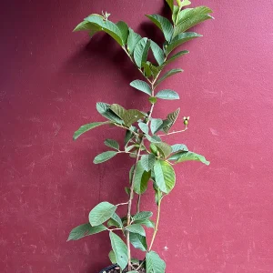 Thai White Guava Tree Live Plant – Jambu Batu – 6-10 inch Pot – Full Sun - Image 5