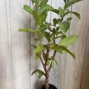 Thai White Guava Tree Live Plant – Jambu Batu – 6-10 inch Pot – Full Sun - Image 7