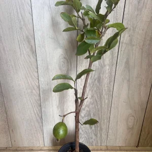 Thai White Guava Tree Live Plant – Jambu Batu – 6-10 inch Pot – Full Sun - Image 8