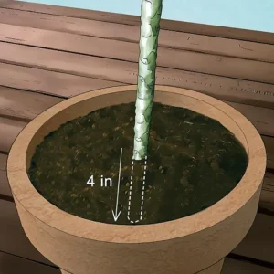 Thailand Sunrise Plumeria Plant – Frangipani – Live Cutting 8-10 Inches – Outdoor - Image 3