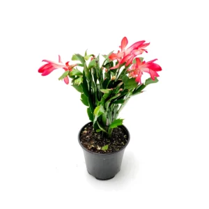 Thanksgiving Cactus Live Plant - 4 inch Pot - Red Schlumbergera - Indoor - Image 4