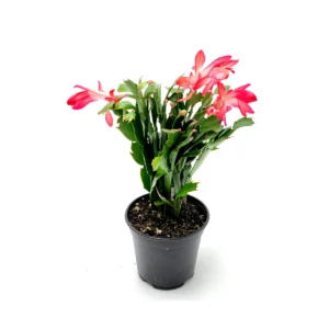 Thanksgiving Cactus Live Plant - 4 inch Pot - Red Schlumbergera - Indoor - Image 5