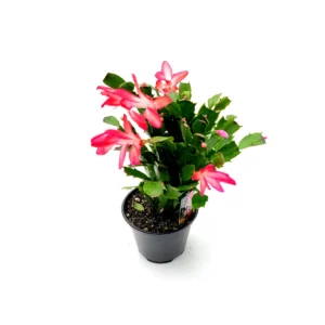 Thanksgiving Cactus Live Plant - 4 inch Pot - Red Schlumbergera - Indoor - Image 6