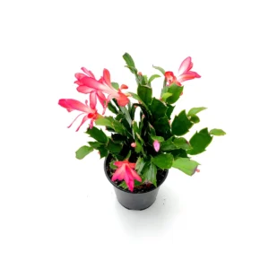 Thanksgiving Cactus Live Plant - 4 inch Pot - Red Schlumbergera - Indoor - Image 7