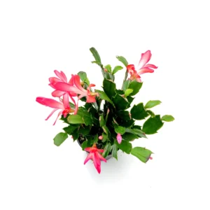 Thanksgiving Cactus Live Plant - 4 inch Pot - Red Schlumbergera - Indoor - Image 8