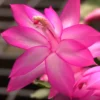 Thanksgiving Cactus Live Plant - Pink Zygocactus, 6 inch Pot - Image 1
