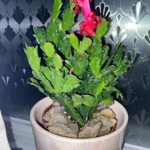 Thanksgiving Cactus Live Plant - Red Blooming Zygocactus - 4 inch Pot - Indoor Succulent - Image 5