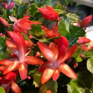 Thanksgiving Cactus Live Plant - Red Blooming Zygocactus - 4 inch Pot - Indoor Succulent - Image 8