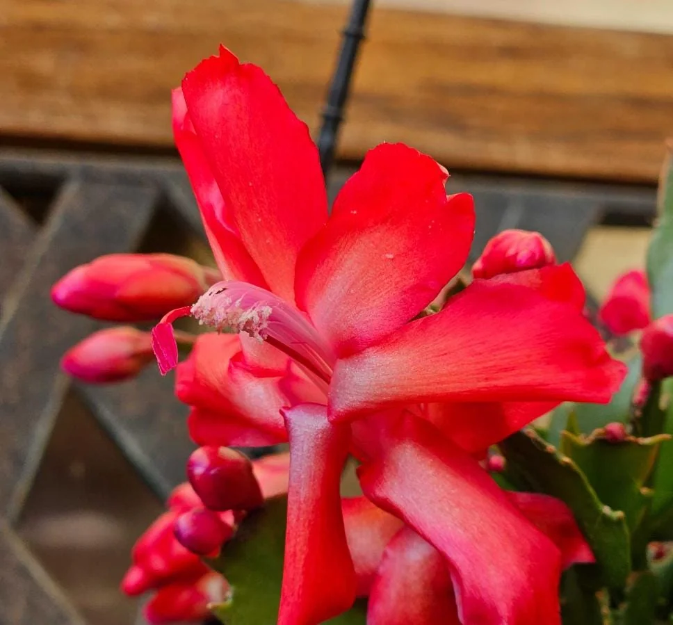 Thanksgiving Cactus Live Plant - Red Blooming Zygocactus - 4 inch Pot - Indoor Succulent - Image 1