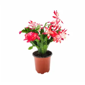 Thanksgiving Cactus Live Plant – Red Flowering Houseplant – 4 inch Pot - Image 2