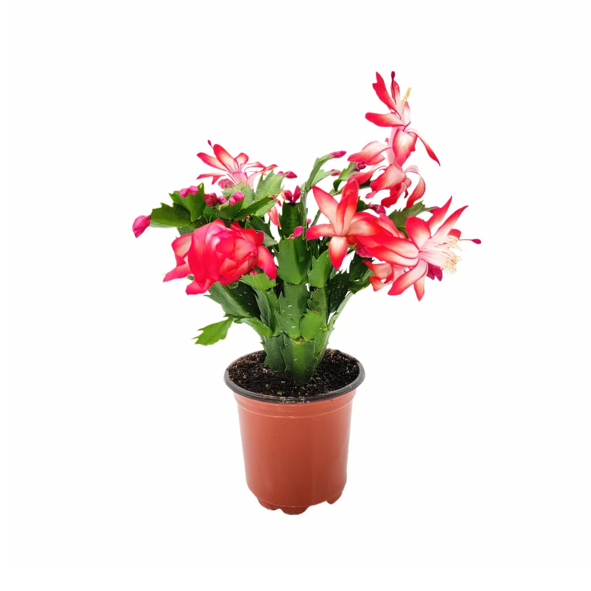 Thanksgiving Cactus Live Plant – Red Flowering Houseplant – 4 inch Pot - Image 2