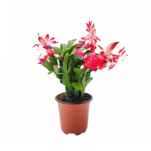 Thanksgiving Cactus Live Plant – Red Flowering Houseplant – 4 inch Pot - Image 3