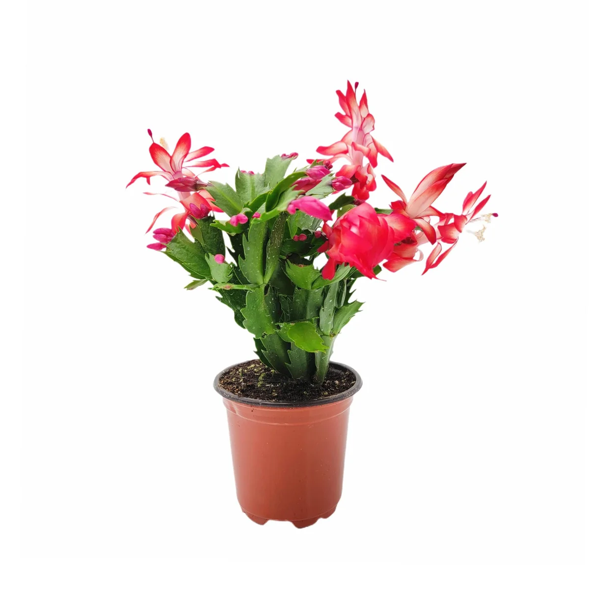 Thanksgiving Cactus Live Plant – Red Flowering Houseplant – 4 inch Pot - Image 3