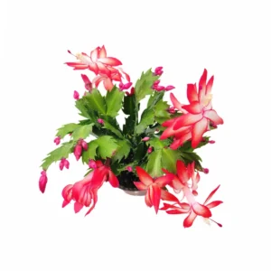 Thanksgiving Cactus Live Plant – Red Flowering Houseplant – 4 inch Pot - Image 4