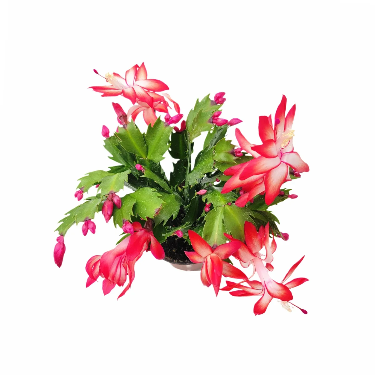 Thanksgiving Cactus Live Plant – Red Flowering Houseplant – 4 inch Pot - Image 4