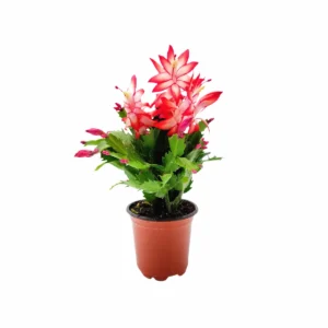 Thanksgiving Cactus Live Plant – Red Flowering Houseplant – 4 inch Pot - Image 6
