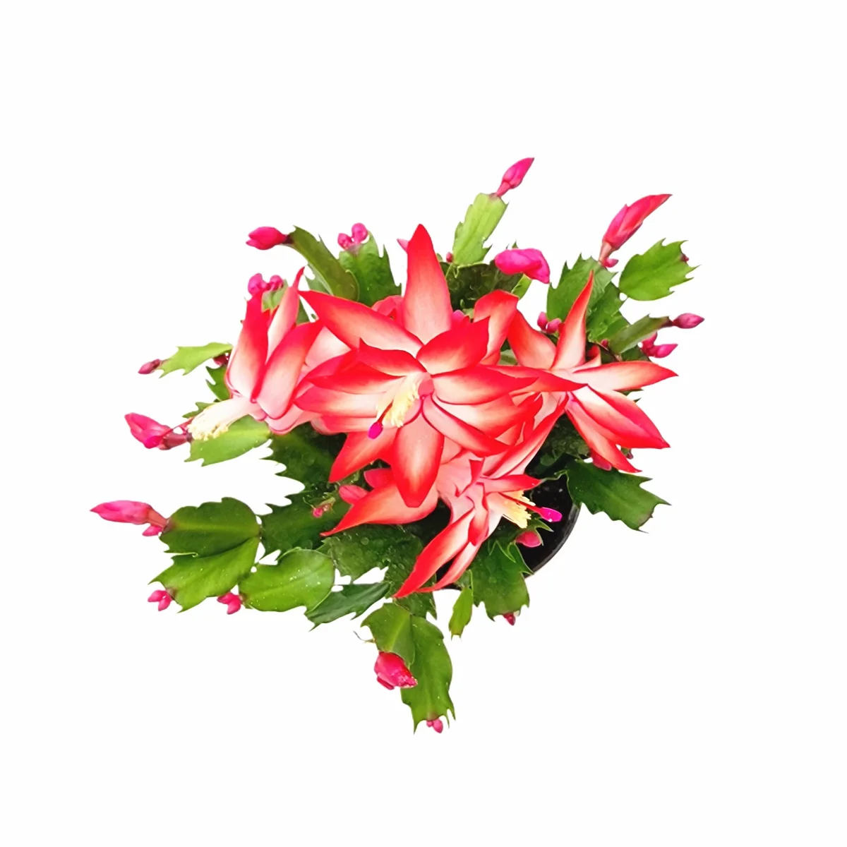 Thanksgiving Cactus Live Plant – Red Flowering Houseplant – 4 inch Pot - Image 7