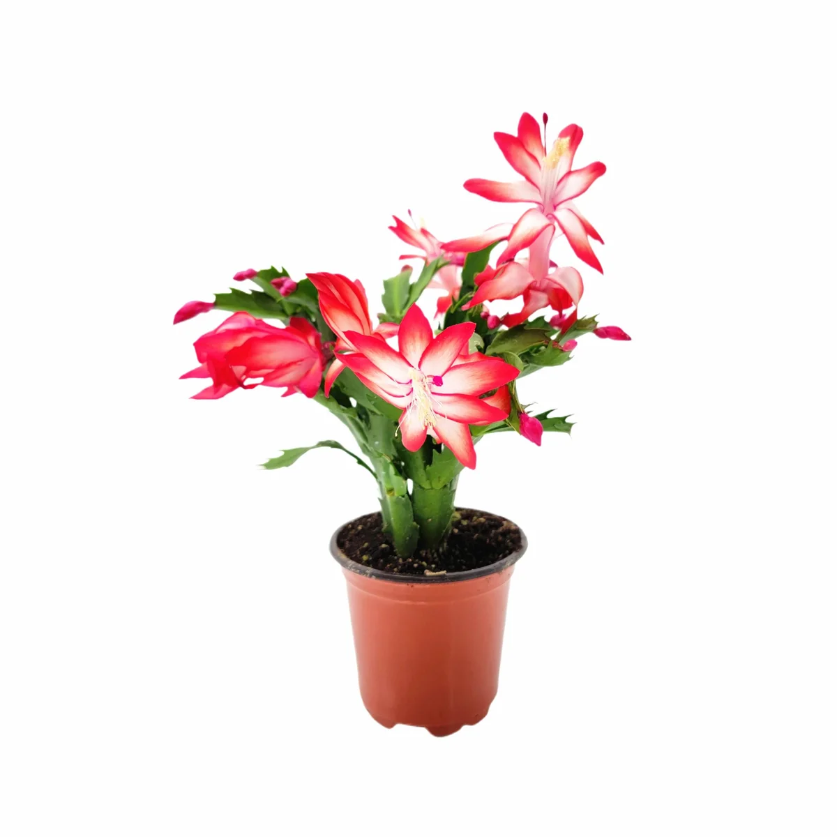 Thanksgiving Cactus Live Plant – Red Flowering Houseplant – 4 inch Pot - Image 1