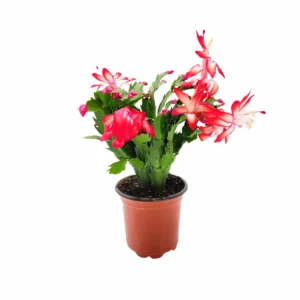 Thanksgiving Cactus Live Plant – Red Flowering Indoor Plant – 4 inch Pot - Image 5