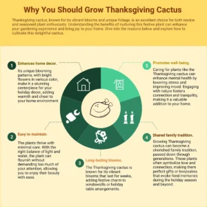 Thanksgiving Cactus Live Plant – Red Flowering Indoor Plant – 4 inch Pot - Image 9