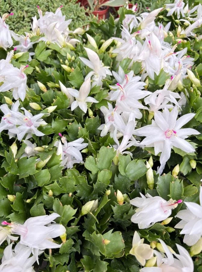 Thanksgiving Cactus Live Plant – White Zygocactus – 4in Pot – Indoor Houseplant - Image 10