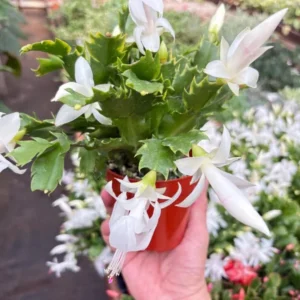 Thanksgiving Cactus Live Plant – White Zygocactus – 4in Pot – Indoor Houseplant - Image 6