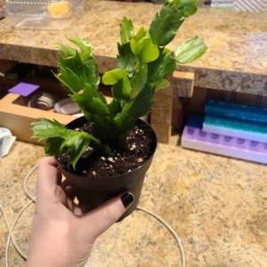 Thanksgiving Cactus Live Plant – White Zygocactus – 4in Pot – Indoor Houseplant - Image 7