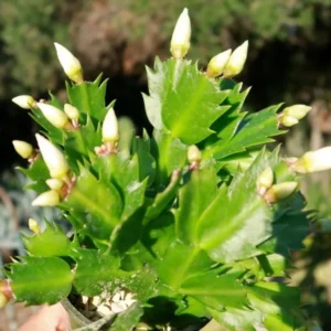 Thanksgiving Cactus Live Plant – White Zygocactus – 4in Pot – Indoor Houseplant - Image 8