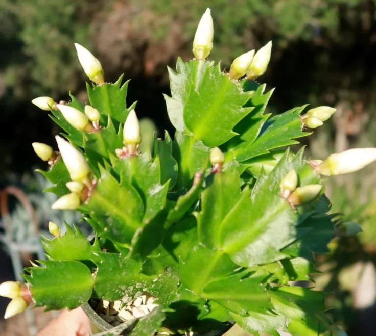 Thanksgiving Cactus Live Plant – White Zygocactus – 4in Pot – Indoor Houseplant - Image 8
