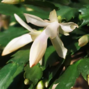 Thanksgiving Cactus Live Plant – White Zygocactus – 4in Pot – Indoor Houseplant - Image 9