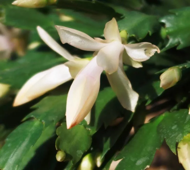 Thanksgiving Cactus Live Plant – White Zygocactus – 4in Pot – Indoor Houseplant - Image 9