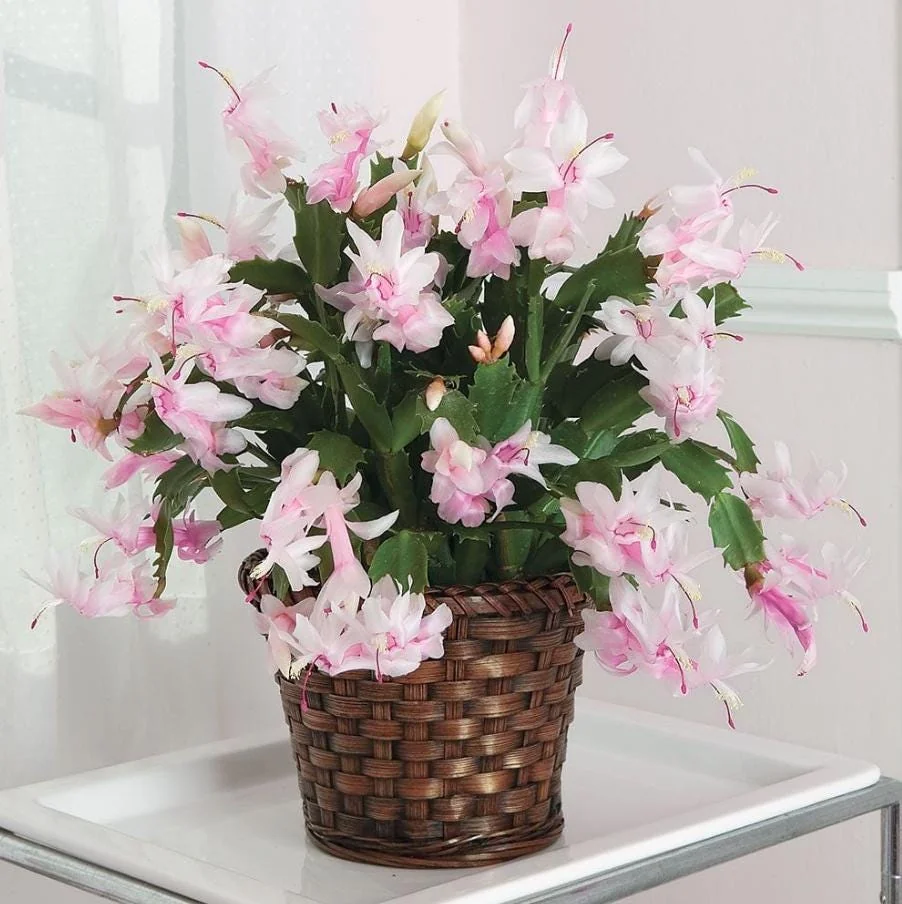 Thanksgiving Cactus Live Plant – White Zygocactus – 4in Pot – Indoor Houseplant - Image 1