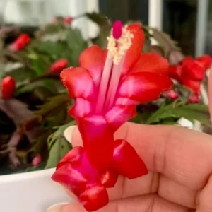 Thanksgiving Cactus Live Plant – Zygocactus – 4" Pot – Indoor - Image 2