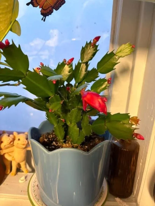 Thanksgiving Cactus Live Plant – Zygocactus – 4" Pot – Indoor - Image 6