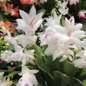Thanksgiving Cactus Live Plant – Zygocactus – 4in Pot – Indoor Blooming Houseplant - Image 3
