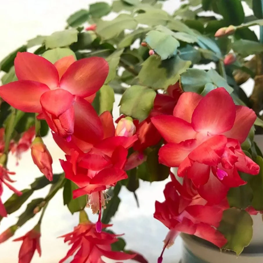 Thanksgiving Cactus Live Plant – Zygocactus – 4in Pot – Indoor Houseplant - Image 4