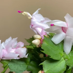 Thanksgiving Cactus Live Plant – Zygocactus – 4in Pot – Indoor Blooming Houseplant - Image 5