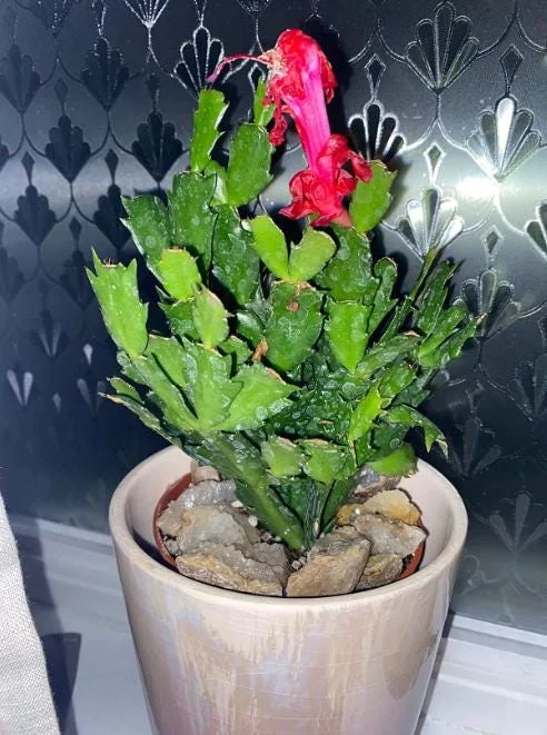 Thanksgiving Cactus Live Plant – Zygocactus – 4in Pot – Indoor Houseplant - Image 5