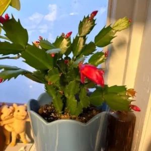 Thanksgiving Cactus Live Plant – Zygocactus – 4in Pot – Indoor Houseplant - Image 6