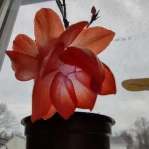 Thanksgiving Cactus Live Plant – Zygocactus – 4in Pot – Indoor Houseplant - Image 7