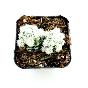 Thimble Cactus Live Plant - Mammillaria gracilis fragilis - Potted Succulent - Image 2