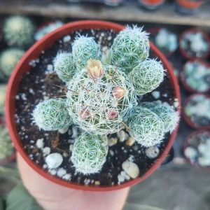 Thimble Cactus Live Plant – Mammillaria Gracilis Fragilis – 4in Pot – Rare Indoor Cactus - Image 2