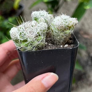 Thimble Cactus Live Plant - Mammillaria Gracilis Fragilis - Small Cactus Cluster - 2 Inch Pot - Indoor - Image 2