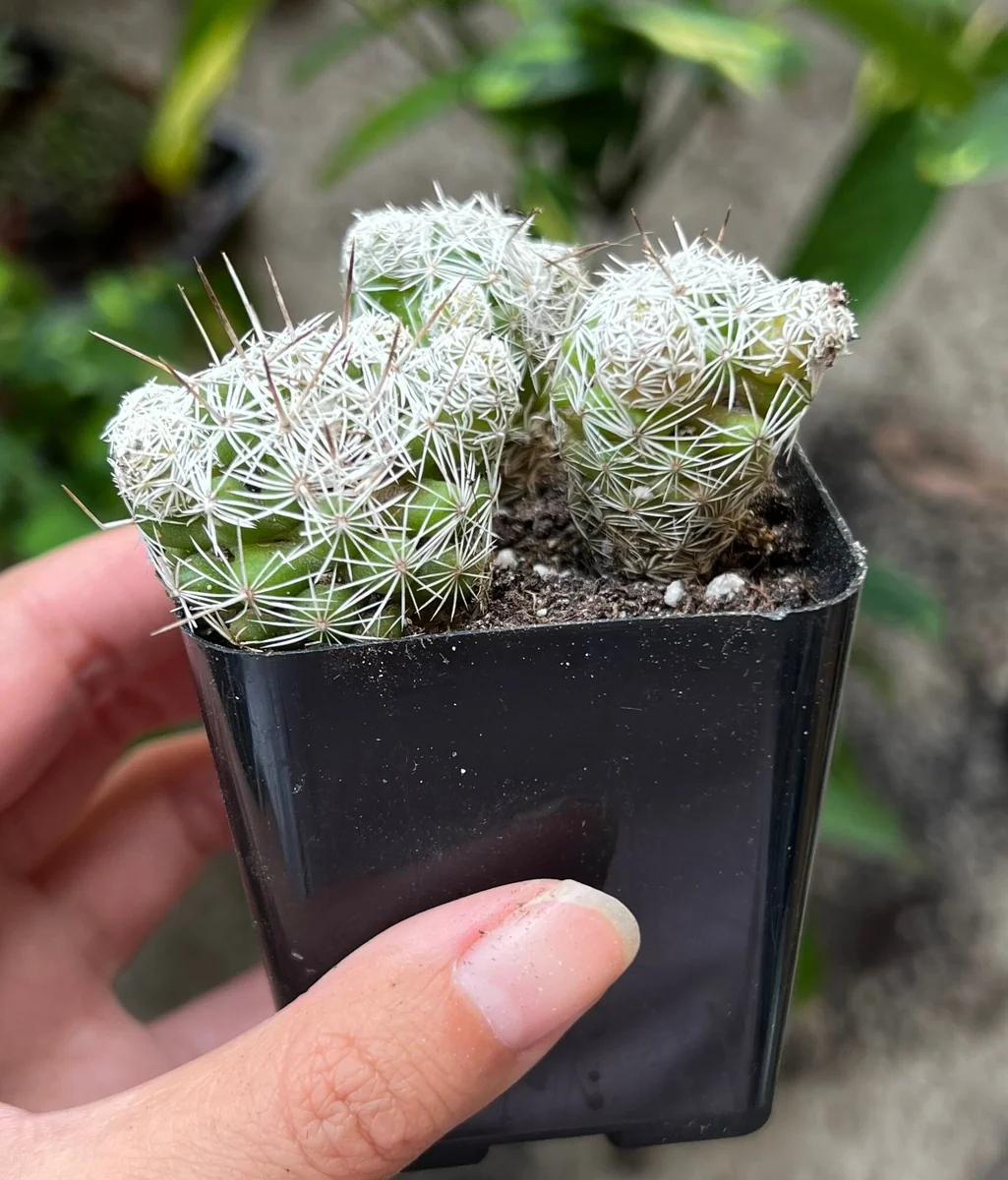 Thimble Cactus Live Plant - Mammillaria Gracilis Fragilis - Small Cactus Cluster - 2 Inch Pot - Indoor - Image 2