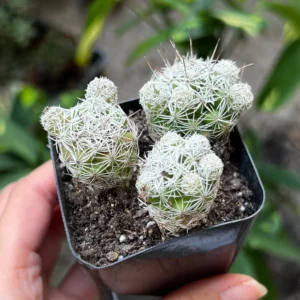 Thimble Cactus Live Plant - Mammillaria Gracilis Fragilis - Small Cactus Cluster - 2 Inch Pot - Indoor - Image 3